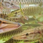 Juvenile musky in a holding tank, waiting to be released into Wisconsin lakes.