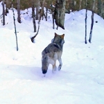 Digital art of a wolf in the forest during winter.