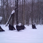 Turkeys walking in the snow