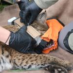 Bobcat being collared