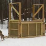 Two deer browsing near a box trap