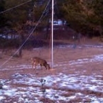 Drop net with a deer under it