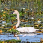 Trumpeter Swan