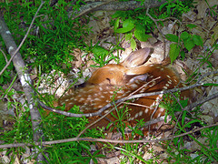 fawn