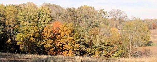 New Glarus Woods State Park