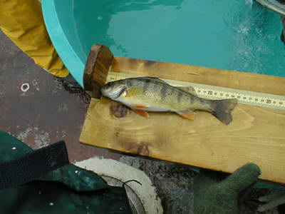 10 inch Yellow Perch