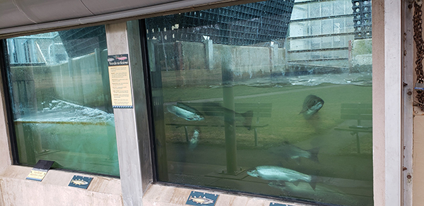 Root river fish display