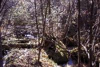 Tributary habitat has been severely damaged