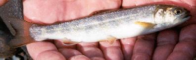 coaster brook trout fingerling