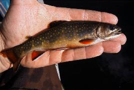 brook trout