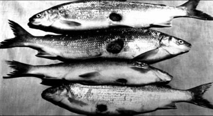 Sea Lamprey scars on lake whitefish