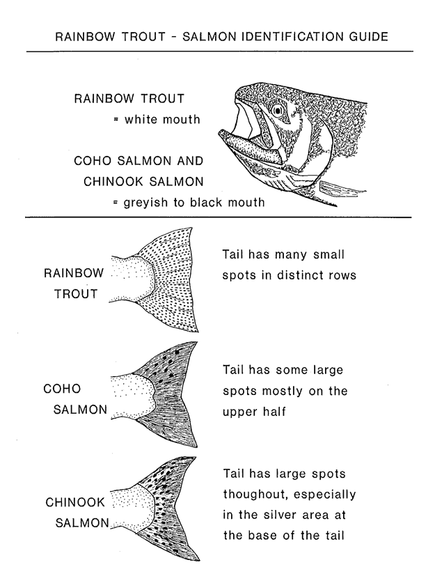 Identification guide for Steelhead