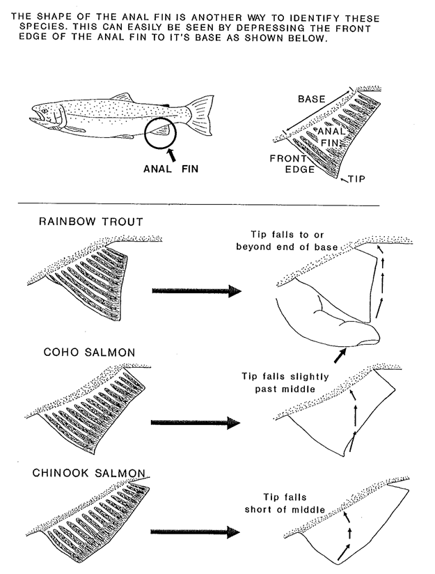 Fin identification for Steelhead