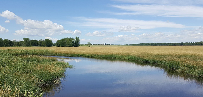 A view of the water cutting through tall brush on a sunny day in the South Branch of the Manitowoc River.