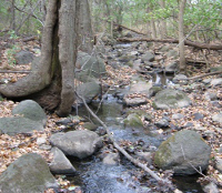 Waldo Tributary