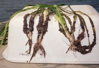 zebra mussels encrusting wild celery plants. Photo by John Sulivan.