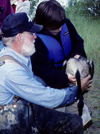 Wildlife technician and helper band geese