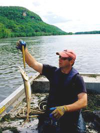 Biologist weighing Shovelnose sturgeon