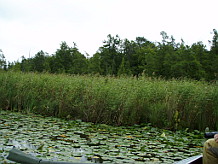 Long Lake phragmites