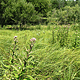 Sedges with Joe Pye Weed