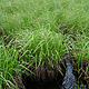 Tussock Sedge Hummock