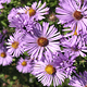 New England Aster