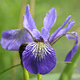 Blue Flag Iris