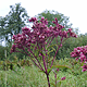 Joe Pye Weed