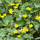 Marsh Marigold