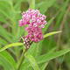 Marsh Milkweed