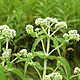 Boneset