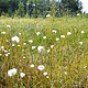 Cotton Grass