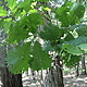 Swamp White Oak