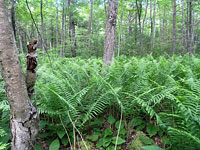 Forested Wetland