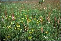 Meadow Wetland