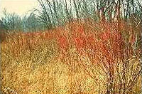 Shrub/Scrub Wetland