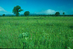 Avoca Prairie and Savanna