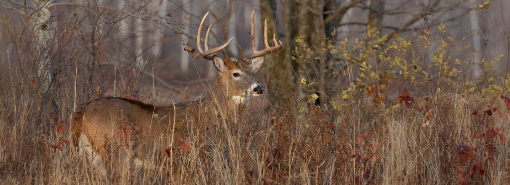 Buck white-tailed deer in long grass