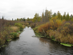 Bean Brook