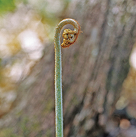 Fiddlehead