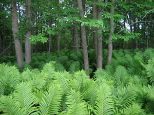 St. Louis/Red River Stream Bank Protection Area