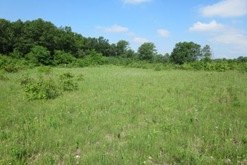 Albany Sand Prairie