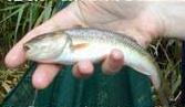 hornyhead chub