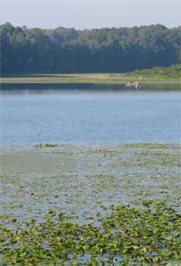 aquatic plants