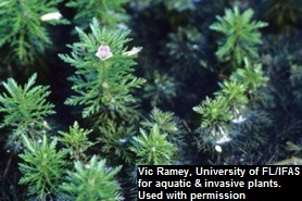 Photo of Asian marshweed