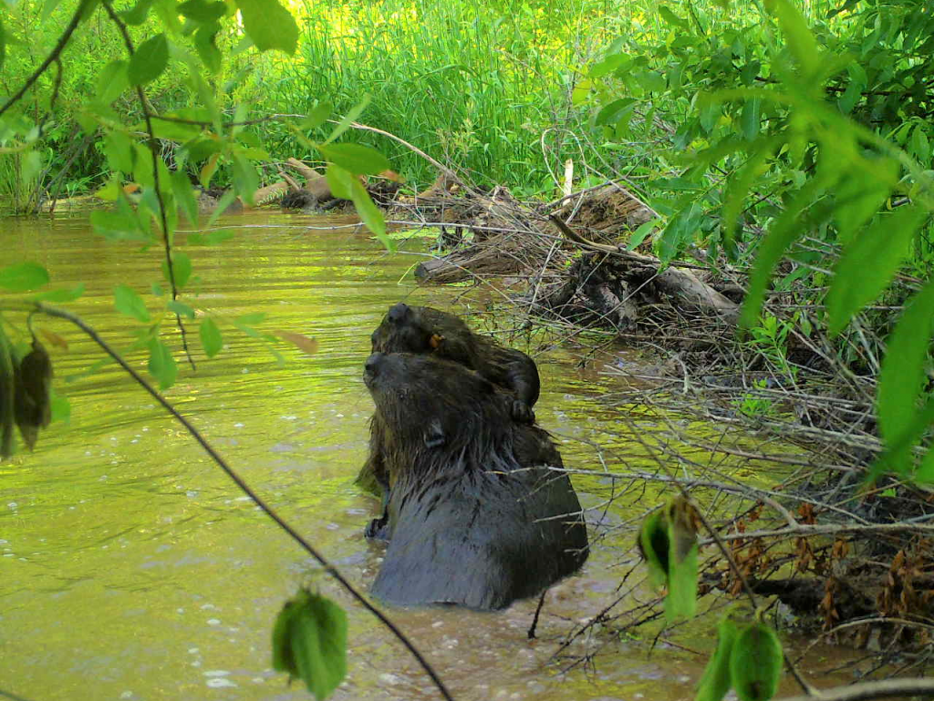 Beavers playing in the water