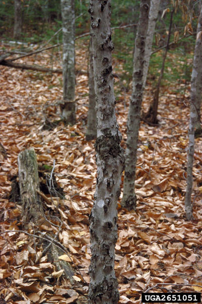 A beech tree with a canker on its trunk.