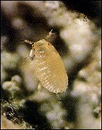 A close-up of a translucent "scale" nymph.