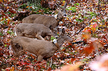 Deer research