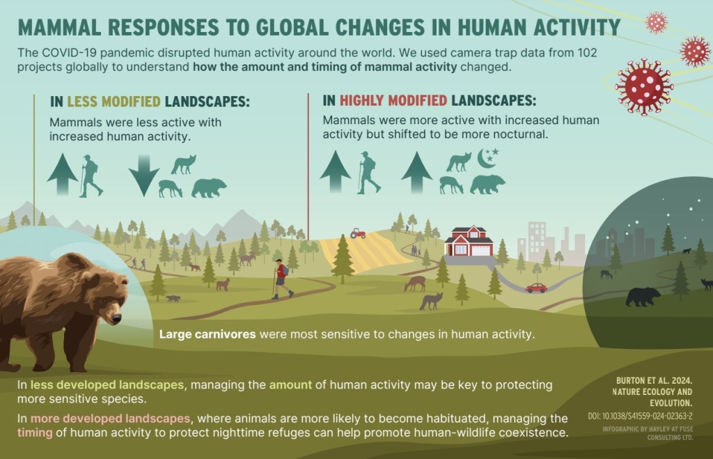 An info graphic describes how in less modified landscapes, mammals were less active with increased human activity, and in highly modified landscapes, mammals were more active with increased human activity